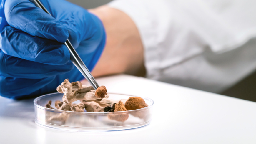 Det krävs mer forskning på psilocybin-svampar för att det ska kunna användas inom vården. Foto: Getty Images